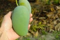 The mango in hand for sell at farm. Royalty Free Stock Photo