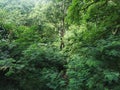 Take photo green tropical forests