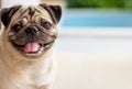 The pug dog are smliley