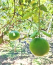 Tropical fresh fruit Pamelo citrus farm