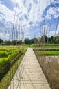 Bamboo walkway in the middle of green fields