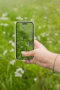 take pictures of a green meadow on a mobile phone Royalty Free Stock Photo