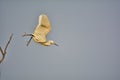 Take the plunge - Little egret or Egretta garzetta Royalty Free Stock Photo