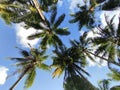 take shelter under a coconut tree with a clear sky
