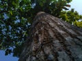 take shelter under a shady tree