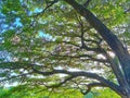 Take shelter under a shady tree