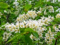 Lovely white flowers from  white lilac Royalty Free Stock Photo