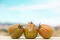 Tomatoes of a striped variety, typical Valencian tomato