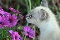 Take time to smell the flowers Royalty Free Stock Photo