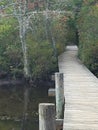 Serene Woodland Boardwalk Over a Pond in the Forest Royalty Free Stock Photo