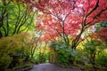 Beautiful and colorful maple trees in autumn garden Royalty Free Stock Photo