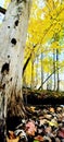 Beautiful bare tree in early Michigan autumn