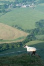 Lonely Sheep on a Mountain Top Looking Down the Valley in Peak D Royalty Free Stock Photo