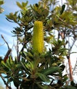 Bottle Brush crop Royalty Free Stock Photo