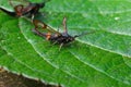 Red-belted Clearwing Synanthedon myopaeformis Royalty Free Stock Photo