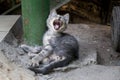 Yawning cat by the side of the road in Yalta, Crimea. Pets and Animals.