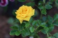 Taken by canon yellow rose naturelover