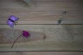 Winter photography image of pink purple cyclamen flower and fun toy butterfly on rustic wood background and space Royalty Free Stock Photo