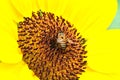 The taken close-up shot of the sunflower while there is a bee on it. Royalty Free Stock Photo