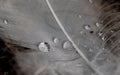 Macro photography of a white feather of a swan with water drops. The drop acts like a magnifying glass and reveals the fine hairs