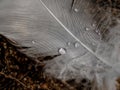 Macro photography of a white feather of a swan with water drops. The drop acts like a magnifying glass and reveals the fine hairs