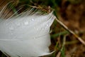 Macro photography of a white feather of a swan with water drops. The drop acts like a magnifying glass and reveals the fine hairs