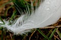 Macro photography of a white feather of a swan with water drops. The drop acts like a magnifying glass and reveals the fine hairs