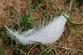 Macro photography of a white feather of a swan with water drops. The drop acts like a magnifying glass and reveals the fine hairs