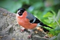 Male bullfinch in feeding pose at RSPB OldMoor. Royalty Free Stock Photo