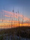 Sea Oats With Sunset Background. Destin, Florida.