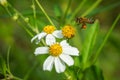 Honeybee Collecting Pollen from Flowers Royalty Free Stock Photo