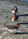 A trio of red-necked phalaropes Phalaropus lobatus in breeding plumage