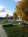 Yellow trees line a fountain`s edge.