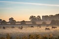 Horses in the Mist Royalty Free Stock Photo