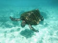 Green Turtle of Galapagos Royalty Free Stock Photo