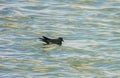 Leach`s Petrel Oceanodroma leucorhoa Royalty Free Stock Photo