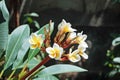 White and Yellow Plumeria Acuminate with Leaves