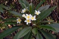 White and Yellow Plumeria Acuminate with Leaves