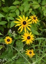 Black Eyed Susan, Wildflower