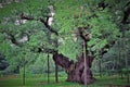 The Great Oak: `England`s Most Famous Tree`