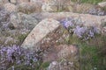 Flowers and stone boulders at Mt Scott in Oklahoma. Royalty Free Stock Photo