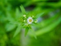 Dandelion, Leaves and water droplets Royalty Free Stock Photo