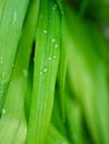 Leaves and water droplets Royalty Free Stock Photo