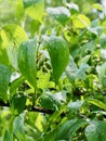 Leaves and water droplets Royalty Free Stock Photo