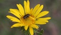 A bee on a small yellow daisy growing in the forest. Royalty Free Stock Photo