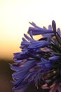 An evening shot of a local purple flower, with sunset looming behind