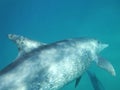 Mozambique Dolphin
