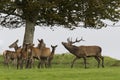 Red Stag and Hinds