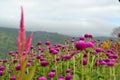 Purple Flowers overlooking the mountain at Sirao Royalty Free Stock Photo