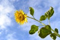 A Sunflower under beneath a blue Sky Royalty Free Stock Photo